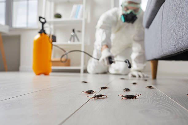 Commercial Rodent Management in Safford